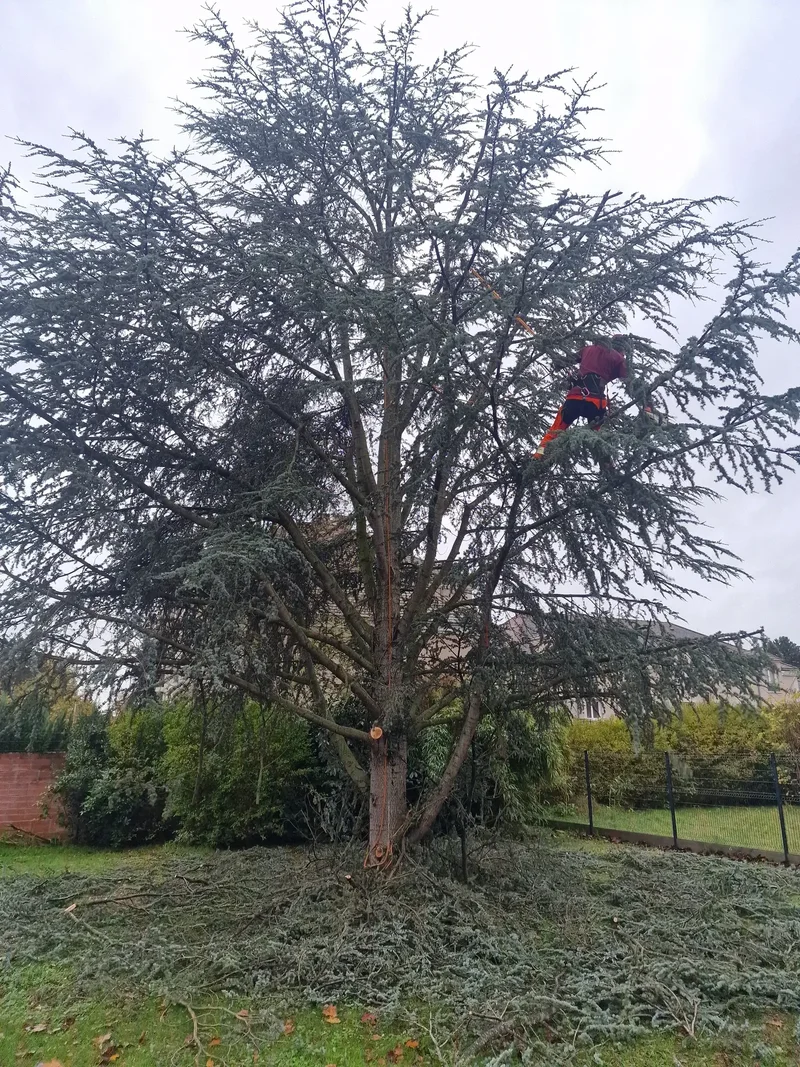 Élagage sanitaire d'un cèdre bleu